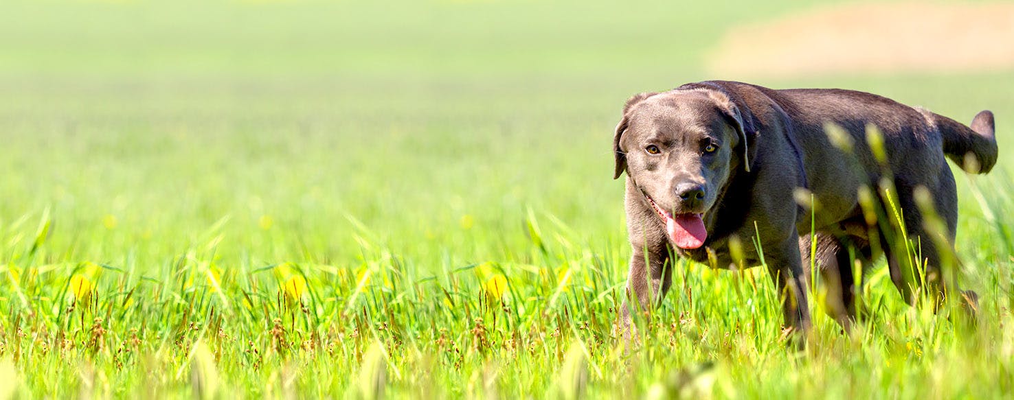 The Hobbit Book Inspired Dog Names Popular Male and Female Names Wag!